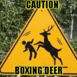 Caution boxing dear | CAUTION BOXING DEER | image tagged in caution boxing dear | made w/ Imgflip meme maker