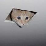 ceiling cat meme