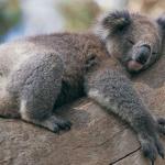 Koala Hug