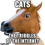 Horse Intensifies  | CATS THE TRIBBLES OF THE INTERNET | image tagged in horse intensifies | made w/ Imgflip meme maker