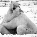 Polar bear hug