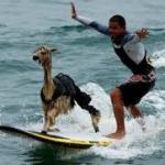 Surfing Llama