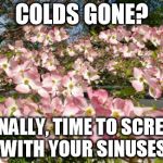 Got Spring? | COLDS GONE? FINALLY, TIME TO SCREW WITH YOUR SINUSES | image tagged in got spring | made w/ Imgflip meme maker