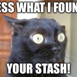 Cats | GUESS WHAT I FOUND? YOUR STASH! | image tagged in cats | made w/ Imgflip meme maker