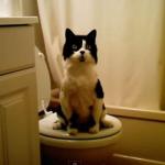 Cat on Toilet