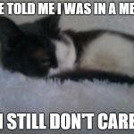She didn't care when I told her and then proceed to sleep on that pillow | SHE TOLD ME I WAS IN A MEME I STILL DON'T CARE | image tagged in cats,i don't care,death stare | made w/ Imgflip meme maker