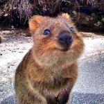 happy quokka