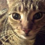 Kookie Cat UK | I`m cute just admit it! | image tagged in kookie cat uk cute,cat,funny | made w/ Imgflip meme maker