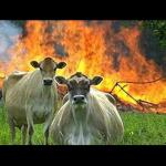 evil cows meme