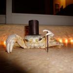 Classy Crab