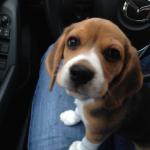 Beagle puppy meme