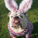 Best Bulldog Bunny | DO THE SURVEY ALREADY | image tagged in best bulldog bunny | made w/ Imgflip meme maker