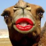 Camel face meme