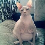 Super Pregnant Cat | BATTLE OF GODS ANYONE | image tagged in super pregnant cat | made w/ Imgflip meme maker