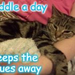 Kookie Cat UK | A cuddle a day keeps the blues away | image tagged in kookie cat uk,love,cat | made w/ Imgflip meme maker
