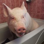 pig in bathtub