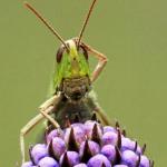 Confused Grasshopper
