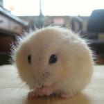 cute gerbil cutest animal