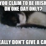 But my human is an European mixture, majority Irish and English with a small percentage of Native American. | YOU CLAIM TO BE IRISH ON ONE DAY ONLY? I REALLY DON'T GIVE A CARE. | image tagged in st patrick's day,cats,i don't care,death stare | made w/ Imgflip meme maker