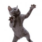 Happy Dance Cat meme