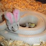 bunny-snake