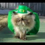 St Patrick's day birthday cat