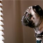 Pug staring out the window meme