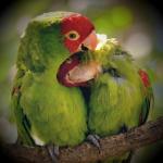 Cuddle Birds