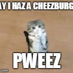 begging cat | MAY I HAZ A CHEEZBURGER PWEEZ | image tagged in begging cat | made w/ Imgflip meme maker