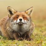 meditatfox