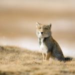 Tibetan Fox