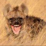 Hyena laugh