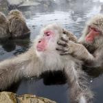 monkeys grooming