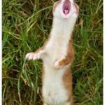 Screaming Weasel