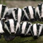 badgers