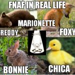 FNAF | FNAF IN REAL LIFE FREDDY FOXY BONNIE CHICA MARIONETTE | image tagged in fnaf | made w/ Imgflip meme maker