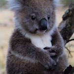 Innocent Koala