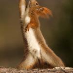 Dancing Squirrel meme