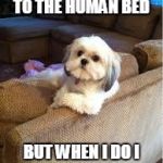 the most interesting dog in the world | I DONT ALWAYS GO TO THE HUMAN BED BUT WHEN I DO I TAKE ALL THE SPACE | image tagged in the most interesting dog in the world | made w/ Imgflip meme maker