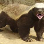 Honey Badger