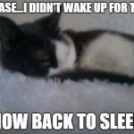 When I first took this picture she was not happy I woke her up. | PLEASE...I DIDN'T WAKE UP FOR THIS NOW BACK TO SLEEP | image tagged in cats,i don't care,death stare | made w/ Imgflip meme maker