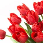 Tulipani
