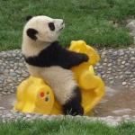 Panda rocking 