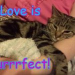 Kookie Cat UK | Love is purrrfect! | image tagged in kookie cat uk,cats,cat,i love you | made w/ Imgflip meme maker