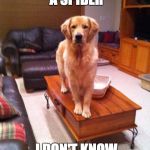 Coffee Table Dog | I JUST SAW A SPIDER I DON'T KNOW WHERE IT IS NOW. | image tagged in coffee table dog | made w/ Imgflip meme maker