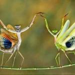 Yaying Mantis