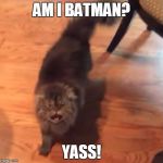 Yass Cat | AM I BATMAN? YASS! | image tagged in yass cat | made w/ Imgflip meme maker