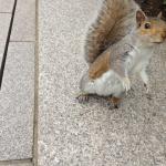 Curious Squirrel