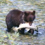Cub with Fish