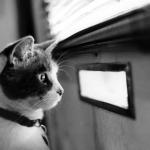 postman cat